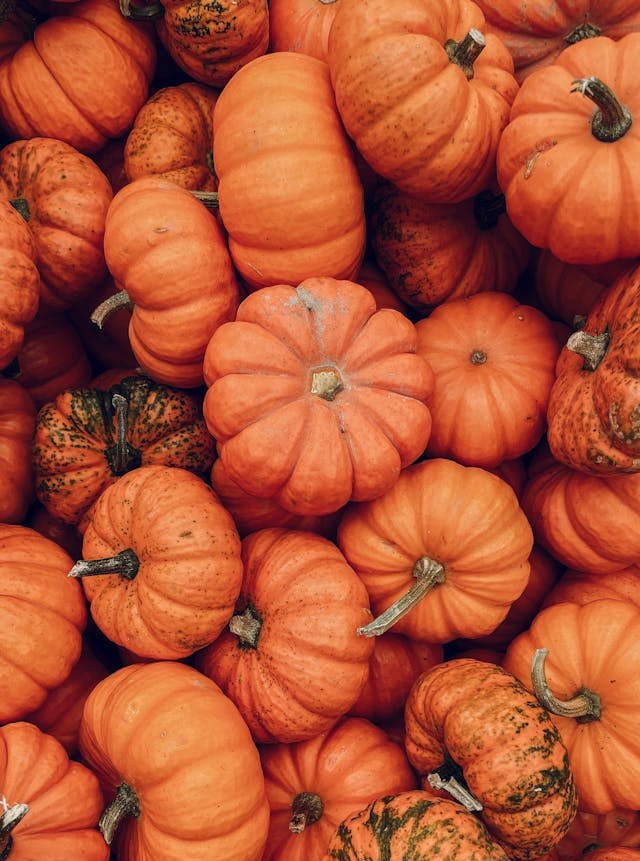 Many, many miniature pumpkins assembled together.