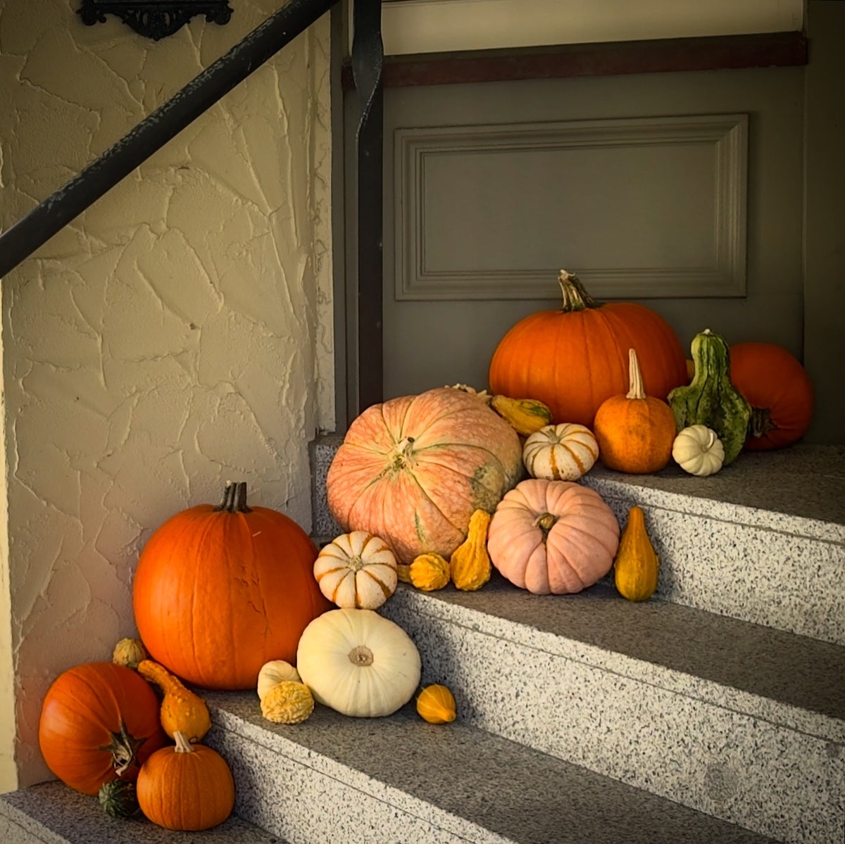 Pumpkin Package #2: The Grand Budapest