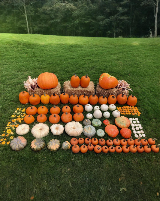 76 pumpkins of various sizes, shapes and colours, along with a variety of miniature pumpkins and gourds sit on three hay bales on the grass in a park.