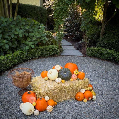 Pumpkin Package #2: The Grand Budapest