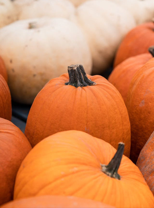 Classic pie pumpkins and ghost pumpkins arranged on a picnic table.