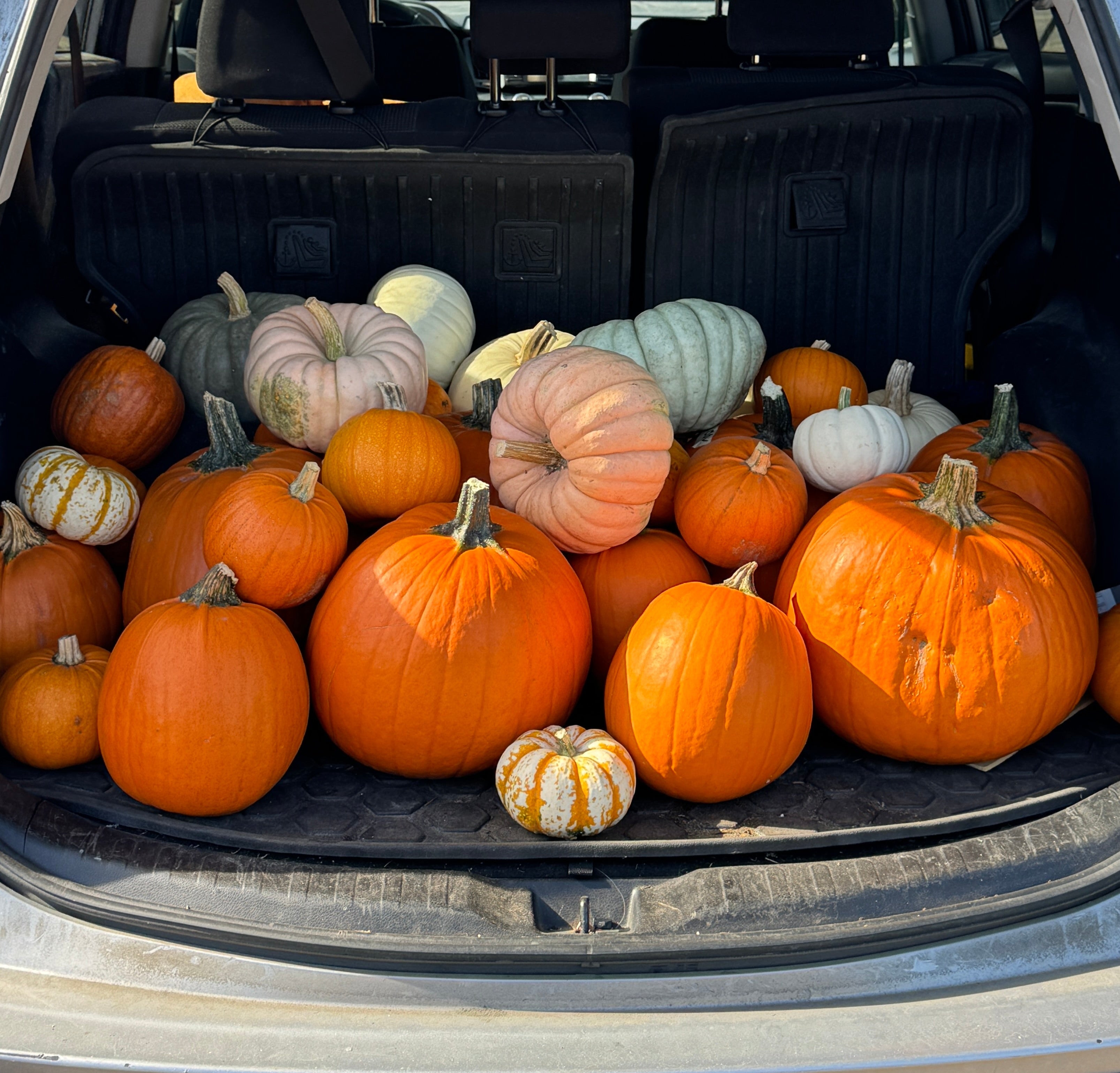 Trunk of an SUV filled with pumpkins and gourds.