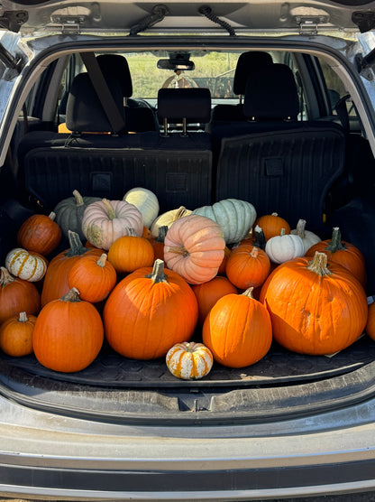 Vic's SUV filled with pumpkins for the season's first Sense & Sensibility package delivery.