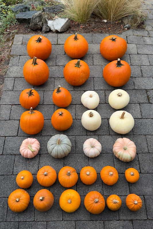 Assorted pumpkins including orange, white, and multicolor on a stone patio.