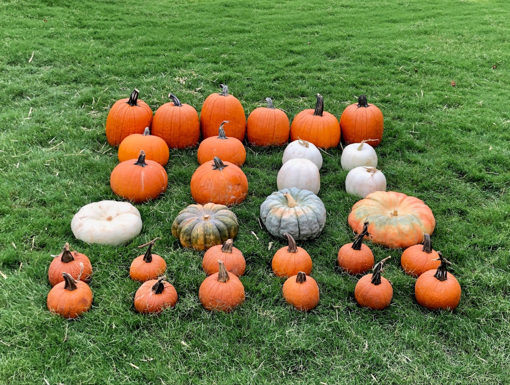 30 pumpkins of different varieties sitting on the grass. 