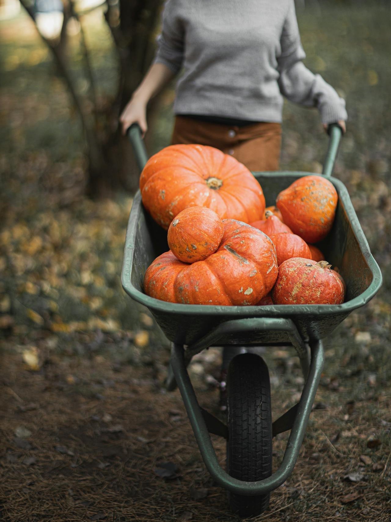 A woman wheels an assortment of pumpkins in a wheelbarrow.