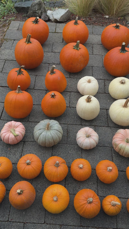 Pumpkin Package #1: The Sense and Sensibility