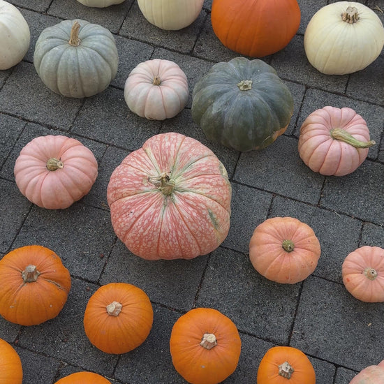 Mulitple pumpkins and gourds on a stone patio.