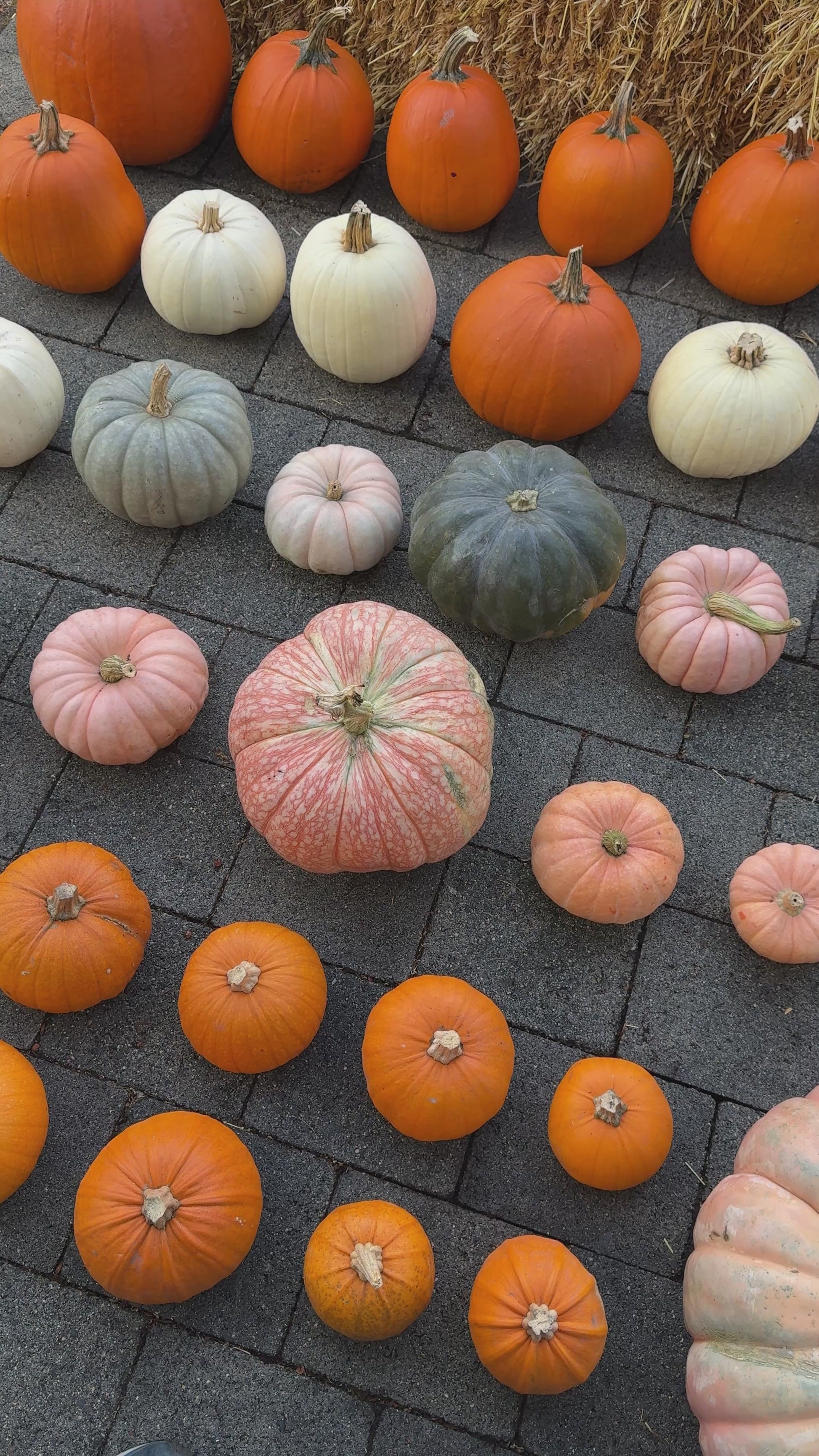 Mulitple pumpkins and gourds on a stone patio.