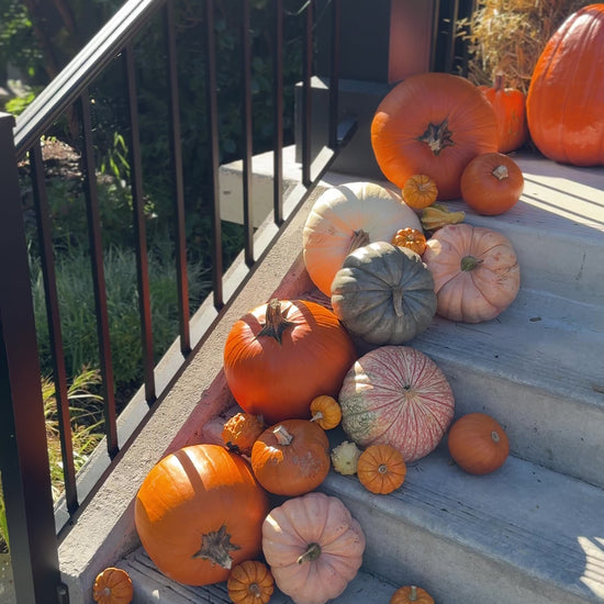 An assortment of pumpkins on a porch.